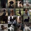 iloveworkingdogbreeds