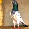 pigeon_shd_07