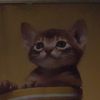 your.lovley.kitten