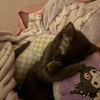 _cat.melody_