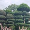 muhammadkashifkjstyala33