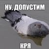 pelmeni_go