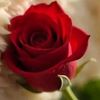 user002865501