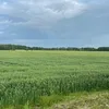 svetiksemicvetik0075