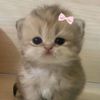a_safiya