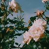 alice_w0nd3rland