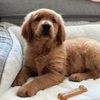 goldenboybarkley