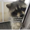 kielypanda