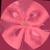 aman.dax.7