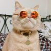 Pet _babylover2333