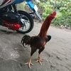 kentulinu373