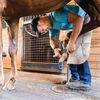 MICHELIN HOOF CARE