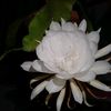 bijay.sharma525