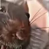 stupid_fucking_burping_r
