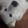 charles.gagnongir3