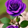 mustafa.aslan978