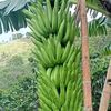sushantma5