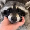 bread_dog3
