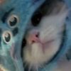 stevseal