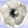 aljori_77.0