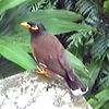 mynah.bird4