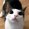micatcat3