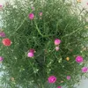 phm.oanh404