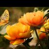 aqeel.abbas462