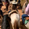 menina.agro.pecuaria