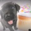 m3l0n_dogo