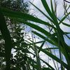 lizzurita.14