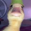 duckycheesep