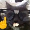 sillywillycatlady