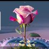 user4618532178530