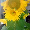ngoc.phuong33