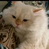 pompom_gemoy