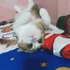 paewp