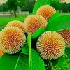 uttamkumarmonda33