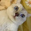 kenhcuabop
