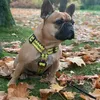 _ruby_the_buldog_