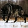 black74_wolf