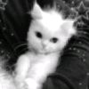 lirik_lagu929