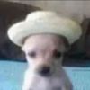 jeffqe7