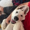 dashy_boy_gsd