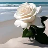 m_rii36