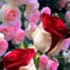 ome12yousf