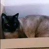 herynariri