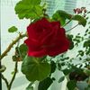 user65908006344401
