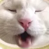 trrumr