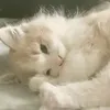 nho_nic_kk